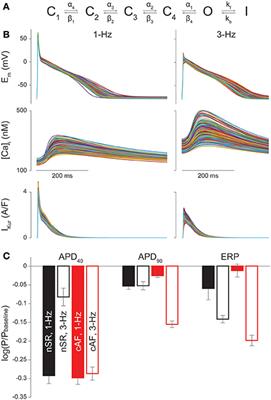 In Silico Assessment of Efficacy and Safety of IKur Inhibitors in Chronic Atrial Fibrillation: Role of Kinetics and State-Dependence of Drug Binding